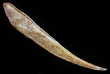 Large, Hybodus Shark Dorsal Spine - Cretaceous #73127-1